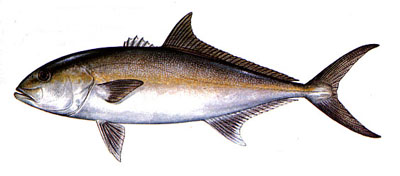 Amberjack.jpg (19534 bytes)