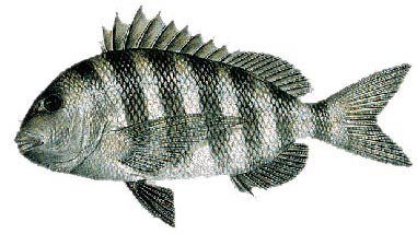 Sheepshead