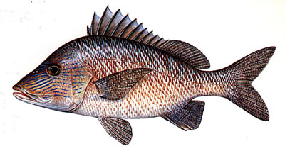 WhiteGrunt.jpg (36594 bytes)