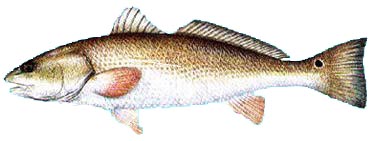 redfish.jpg (14486 bytes)