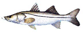 snook.jpg (11780 bytes)