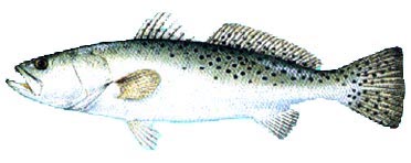sp_trout.jpg (15076 bytes)