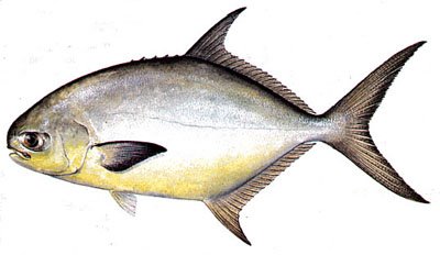 pompano fishing